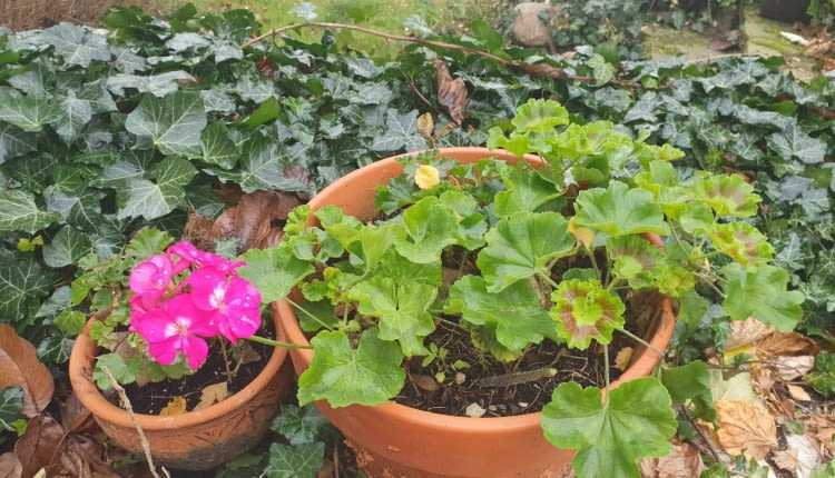 Pelargonie zimowanie
