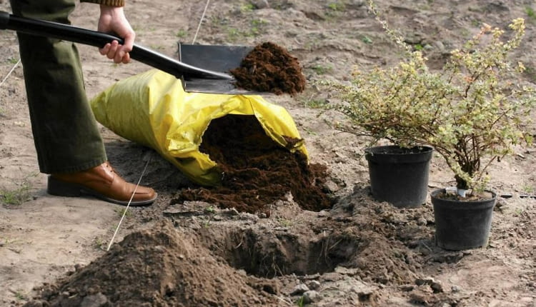 12.10.2005 WARSZAWA BYLINIARNIA SZKOLA GLOWNA GOSPODARSTWA WIEJSKIEGO ( SGGW ) PRACE OGRODOWE PORZADKOWE KROK PO KROKU JESIEN - SADZENIE ROSLIN FOT. WOJCIECH SURDZIEL / AGENCJA GAZETA PUBLIKACJA KWIETNIK NR 3 (159) - 3 2008 SLOWA KLUCZOWE: OGRODNICTWO ROSLINY ZDJĘCIE DO WKŁADKI: PUBLIKACJA KWIETNIK NR 3 (159) - CZASOPISMA