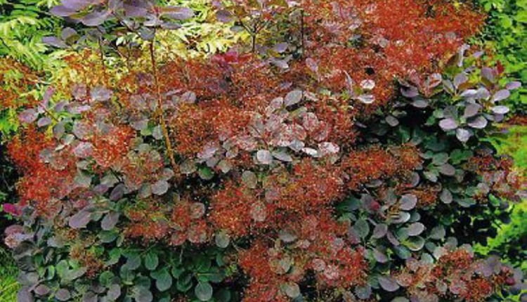 PERUKOWIEC PODOLSKI COTINUS COGGYGRIA RUBRIFOLIUS KRZEW LISCIASTY LISC CZEERWONY FOT. PIOTR BANASZCZAK SLAJD MALY PUBLIKACJA OGRODY NR 3 (71) - 3.2005 SLOWA KLUCZOWE: KWIATY ROSLINY