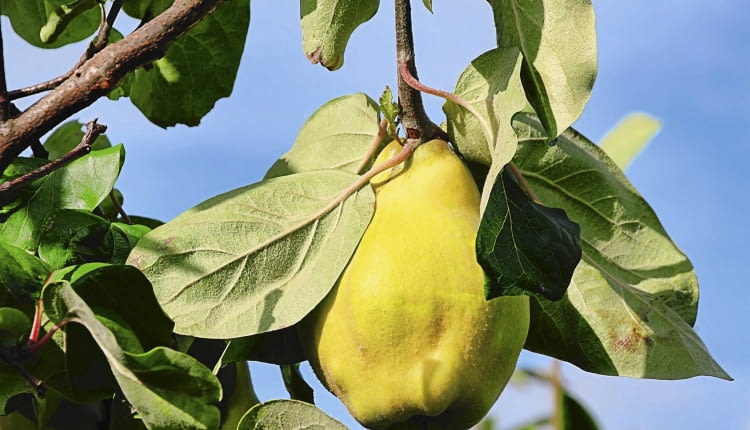 Rdzawe przebarwienia przy gniazdach nasiennych to pierwszy objaw zgnilizny.