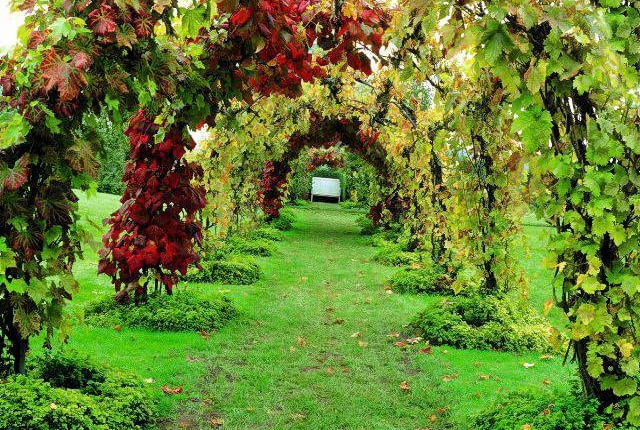 Vitis 'Brant', Vitis coignetiae SLOWA KLUCZOWE: Abdeckung Ausblick Aussicht Bank Bepflanzung Bogen BË+gen Gang Gras Herbstzeit HÂ´lle Kletterpflanze Laub Rasen Rebe Sitz Sitzbank Sitzplatz Trauben Tunnel Weg Wege Weinpflanze Weintrauben anpflanzen bepflanzen einpflanzen gebogen gro`-, grÂ´n herbstlich klettern rot Querformat