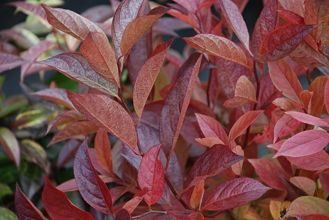 Kiścień wawrzynowaty (Leucothoe walteri 'REINBOW'). Krzewy ozdobne