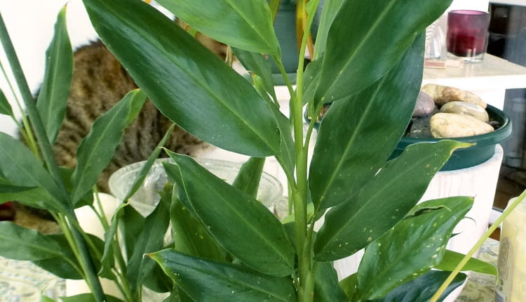 Czerwce, np. miseczniki, wysysają soki z liści, wywołując na nich jasne plamki, widoczne w dolnej części pędu rośliny.