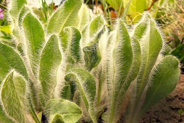 Siwy kolor liści jastrzębca pochodzi od delikatnych włosków pokrywających blaszki. Ta niska roślina rozrasta się dzięki rozłogom.