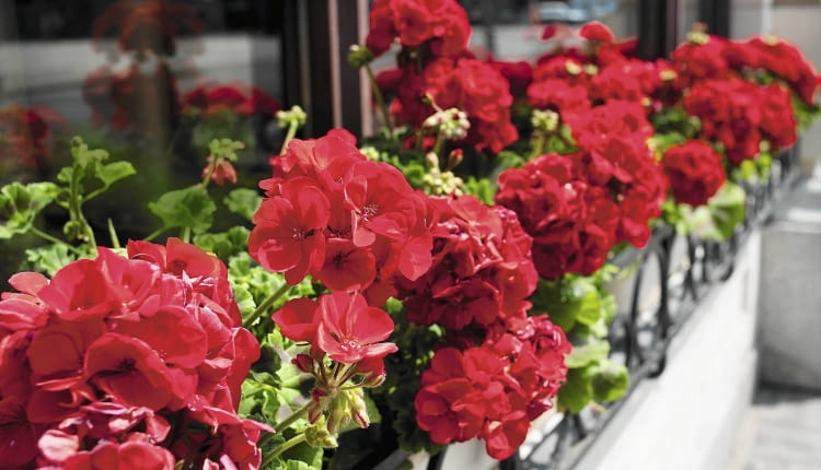 Pelargonia rabatowa (Pelargonium zonale)