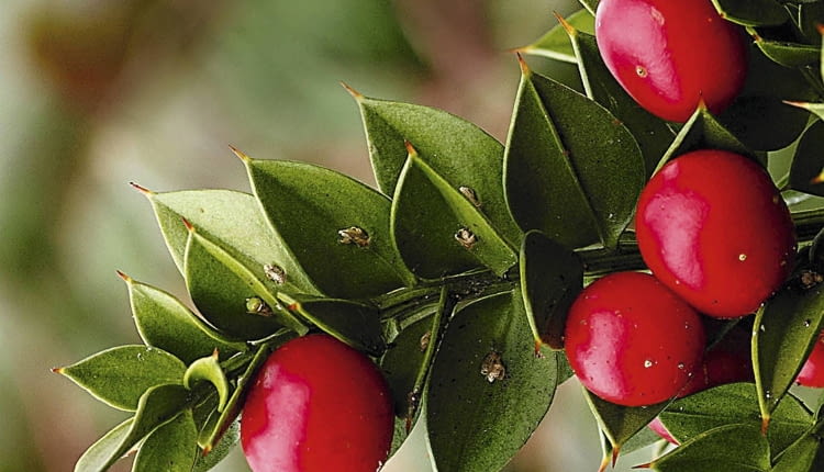 Gałęziaki ruszczyka są często używane w bukieciarstwie.