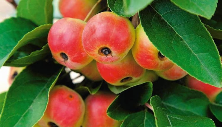 03.09.2009 BRANIEWO , SZKOLKA DRZEW I KRZEWOW OZDOBNYCH - WLASCICIEL LUCJAN GURSZTYN - PREZES ZWIAZKU SZKOLKARZY POLSKICH NZ JABLON OZDOBNA " RED SENTINEL ' , OWOCE SESJA OGRODY DLA CZASOPISMA OGRODY FOT. ARKADIUSZ SCICHOCKI / AGENCJA GAZETA PUBLIKACJA OGRODY NR 9 (137) - 9 2010 SLOWA KLUCZOWE: OGRODNICTWO DRZEWO OWOCE ZDJĘCIE DO WKŁADKI: PUBLIKACJA OGRODY NR 9 (137) - CZASOPISMA