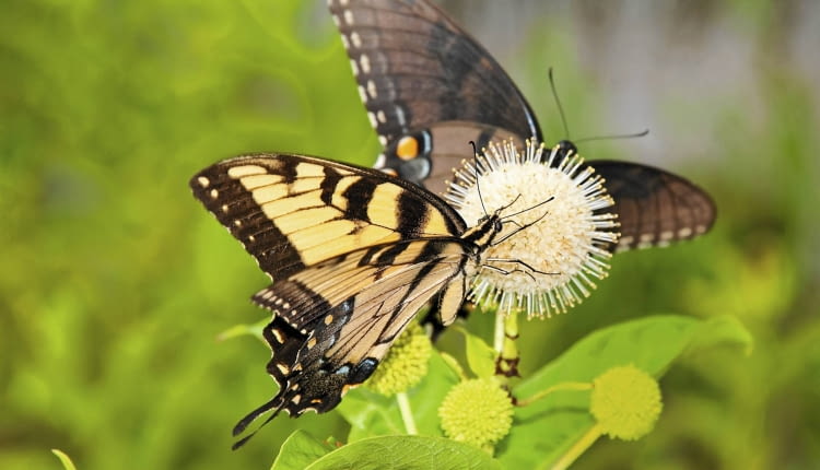 Kwiaty guzikowca są nawet liczniej oblegane przez owady niż rosnące w ich pobliżu budleje. Są więc cennym elementem motylich ogrodów. Na zdjęciu nektar spijają motyle chronionego w Polsce pazia żeglarza.