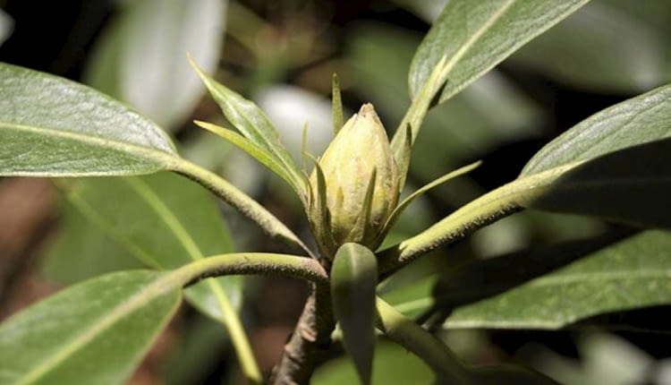Różaneczniki jesienią potrzebują solidnego odżywienia, by przetrwać zimę i rozkwitnąć wiosną. Jesienią widać ich pąki kwiatowe.