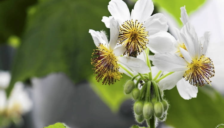 Kwiaty lipki pokojowej rozwijają się wiosną.