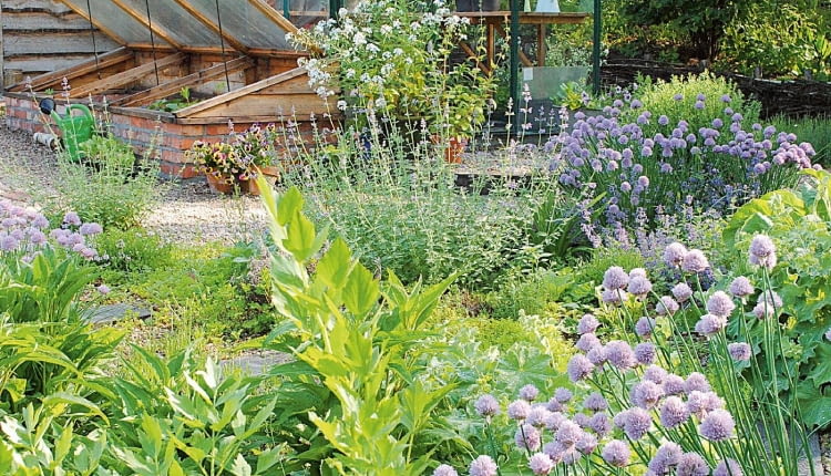 W czerwcu Ogród Bellingham na Kaszubach otwarty jest w soboty w godz. 12.00-16.00