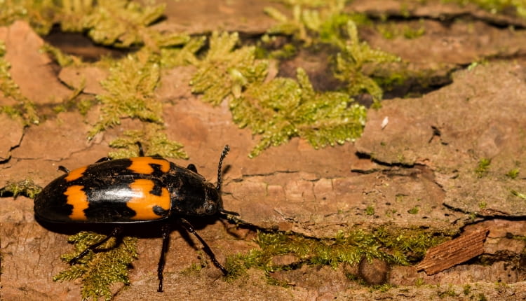 Grabarz żółtoczarny (Nicrophorus vespilloides)