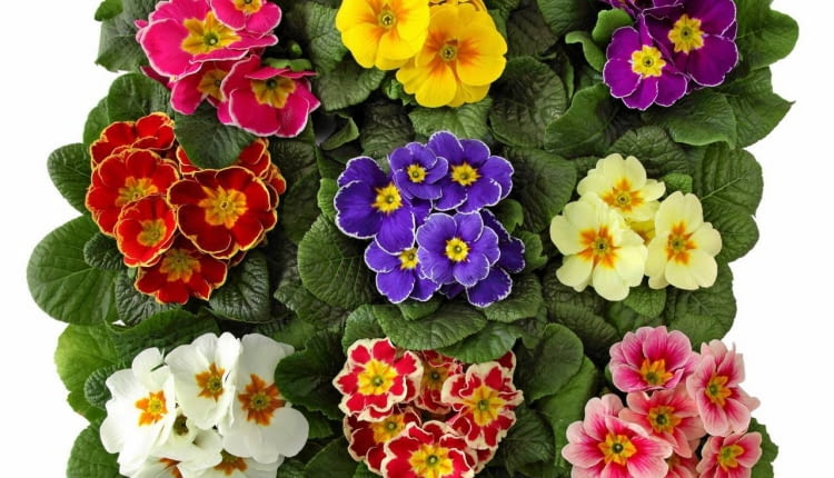 Pierwiosnek bezłodygowy