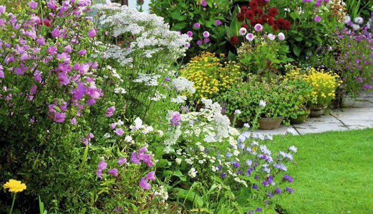 Bed of dahlias ?Franz Kafka?, ?Arabian Night? & ?Mary Baker?; godetia, oxalis & Chrysanthemum carinatum. Seen past bed of lavatera, achillea, geum & echium - Hilltop Cottage Garden Story SLOWA KLUCZOWE: Beet Beete Beh lter Bepflanzung Blumen Chrysantheme Chrysanthemum Cottage Dahlien Display Einfassung Farben Garten Gras Patio Pompondahlien Rasen Sommer Terrasse T^pfe Wege anpflanzen bepflanzen bl´hend bunt einpflanzen gelb gepflastert geschwungen krumm pflastern pink rosa rot