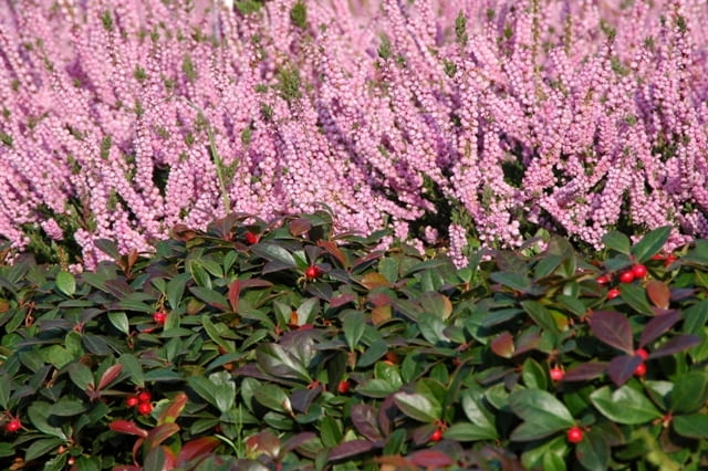 Wrzos pospolity (Calluna vulgaris) 'Annemarie'
