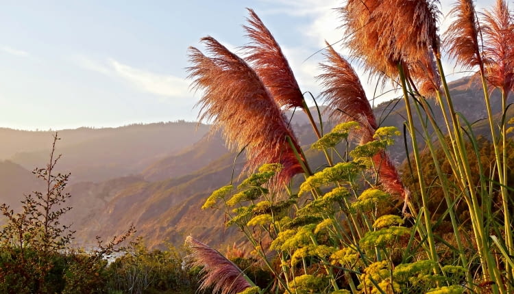 Pióropusze trawy pampasowej porastają zbocza Andów (Ameryka Południowa).