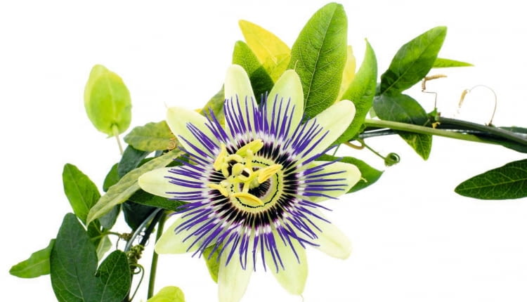 MĘCZENNICA BŁĘKITNA ma delikatne pędy i liście, ale kwiaty są spore, o średnicy 7-10 cm. Niestety, u tego gatunku właściwie nie pachną.