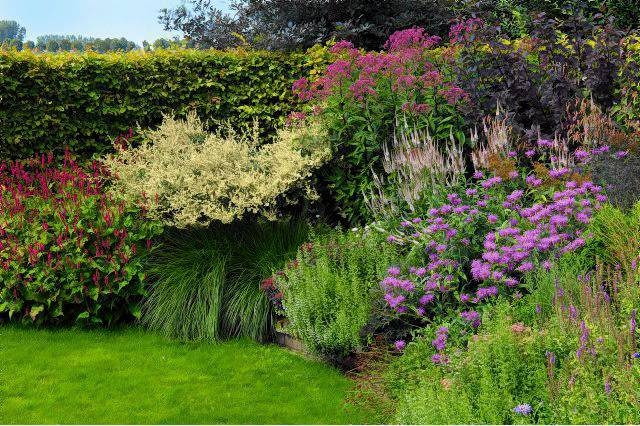Rundes Hochbeet mit Klinkersteinen als Beeteinfassung mit ´ppigen Sommerstauden vor Buchenhecke: rotbraune Fetthenne (sedum 'Abbey Dore'), roter Kn^terich (persicaria 'Border Beauty'), Lampenputzgras (pennisetum 'Hameln'), weisse Elfenraute (artemisia 'Weisse Dame'), purpurfarbener Wasserdost (eupatorium 'Riesenschirm'), weisse Bergminze (calaminta nepeta), weisser Kandelaberehrenpreis (veronicastrum virginicum 'Album') und violette Indianernessel (monarda). SLOWA KLUCZOWE: Artemisia 'Weisse Dame' Artemisia lactiflora Aster frikartii 'M^nch' Beifuss Bistorta amplexicaule 'Border Beauty Bistorta amplexicaulis 'Border Beauty Blumenbeete Blumengarten Buchenhecke Calaminta nepeta Ehrenpreis Elfenraute Eupatorium 'Riesenschirm' Eupatorium fistulosum 'Riesenschirm' Fagushecke Fetthenne Gartenreportage Gartenreportage 'In Goede Aarde' Gras Gr sergarten Hausgarten Hochbeet Hochsommer Holland In Goede Aarde Juli Kerzenkn^terich Kn^terich Lampenputzergras Niederlande Pennisetum 'Hameln' Persicaria 'Border Beauty' Pr riegarten Purpurdost Reportage' In Goede Aarde' Schlangenkn^terich Sedum 'Abbey Dore' Sommer Staudenbeet Staudengarten Steppengarten Trockengarten Veronicastrum virginicum 'Album' Wasserdost Weisser Chinabeifuss Ziergarten beeteinfassung beetumrandung l ndlich l ndlicher Garten FocusOnGarden J´rgen Becker Querformat