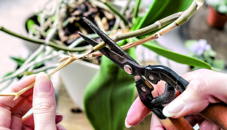 KORZENIE wyrastające poza doniczkę pod srebrzystą warstwą martwych komórek, które są rezerwuarem wody (welamen), mają żywą tkankę. Gdy welamen jest wilgotny - zielenieje. Korzenie te wycinamy dopiero, gdy zaschną 'na wiór'.