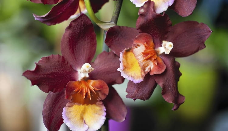 Odontoglossum haryanum - jedna z odmian.