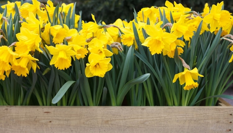 Jesienne cebulki kwiatowe