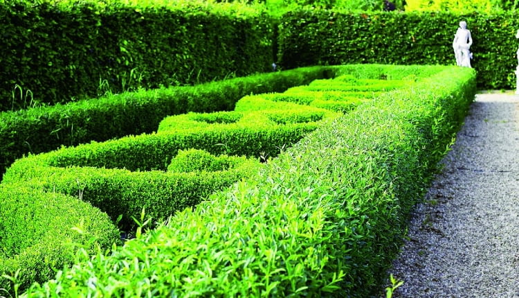 a05.07.2006 DOBRZYCA K/KOSZALINA CENTRUM OGRODNICZE HORTULUSNZ OGRODY TEMATYCZNE HORTULUSA , ROSLINY - STRZYZONE FORMOWANE ZYWOPLOTY UWAGA !!! ZDJECIA ZAMIESZCZAMY Z INFORMACJA PODPISEMHORTULUS W DOBRZYCYDLA CZASOPISMA OGRODY , KWIETNIKFOT. ARKADIUSZ SCICHOCKI / AGENCJA GAZETAPUBLIKACJA OGRODY NUMER SPECJALNY 1/2008 - OGROD DLA CIEBIE - 5 2008