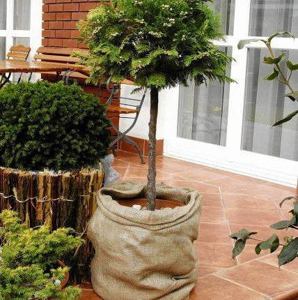ZYWOTNIK WSCHODNI THUJA ORIENTALIS FORMA PIENNA DRZEWKO SZCZEPIONE NA PNIU OWIJANIE POJEMNIKA NA ZIME OCHRONA PRZED PRZEMARZANIEM WOREK JUTOWY PIELEGNACJA UPRAWA JESIEN FOT. PAWEL SLOMCZYNSKI / AGENCJA GAZETA PUBLIKACJA KWIETNIK NUMER SPECJALNY - BALKONY I TARASY - WIOSNA 2003 SLOWA KLUCZOWE: ROSLINY OGRODNICTWO ZDJĘCIE DO WKŁADKI: PUBLIKACJA KWIETNIK NUMER SPECJALNY - BALKONY I TARASY - CZASOPISMA