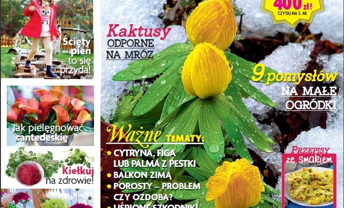 Magazyn Magnolia 2/2015