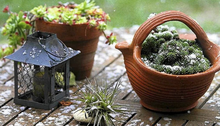 Rośliny zimozielone na balkonie i tarasie trzeba podlewać, by nie doznały suszy fizjologicznej