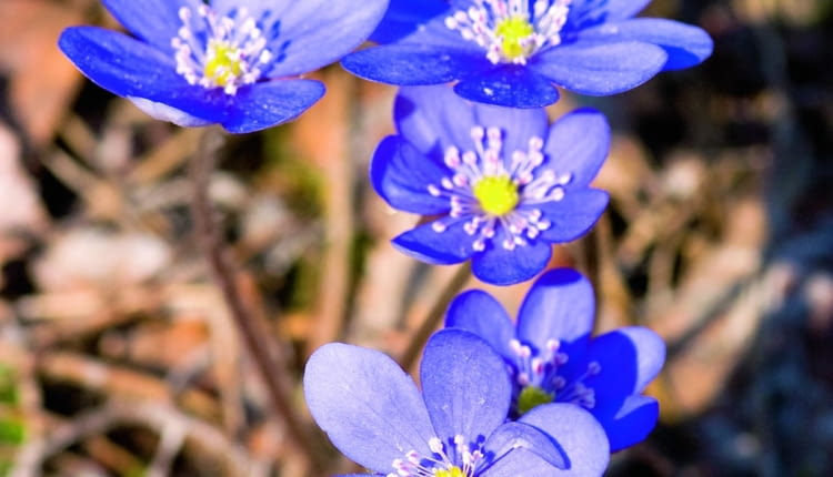 Przylaszczka pospolita