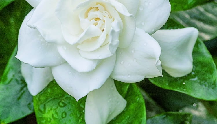 6White blooming Gardenia flower with shiny green leaves