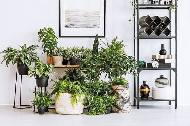 Ściana z zielonych roślin może być ciekawą aranżacją mieszkania
