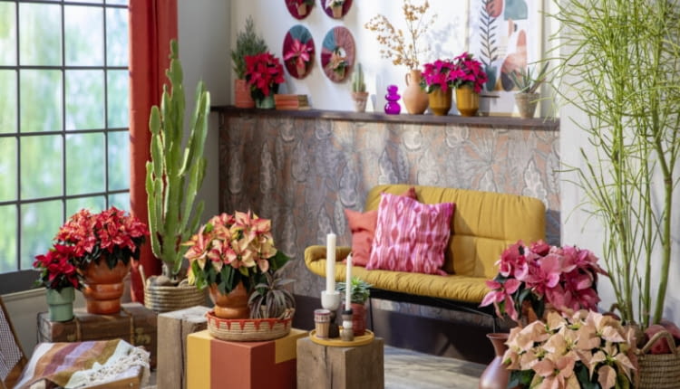 Mocne kolory, naturalne materiały i wyraziste wzory tworzą klimat inspirowany meksykańską codziennością – pełen energii, radości i zaskakującej różnorodności.