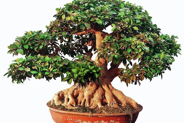 BONSAI FIKUS TEPY FICUS RETUSA STYL MAYOGI WIEK OK 80 LAT