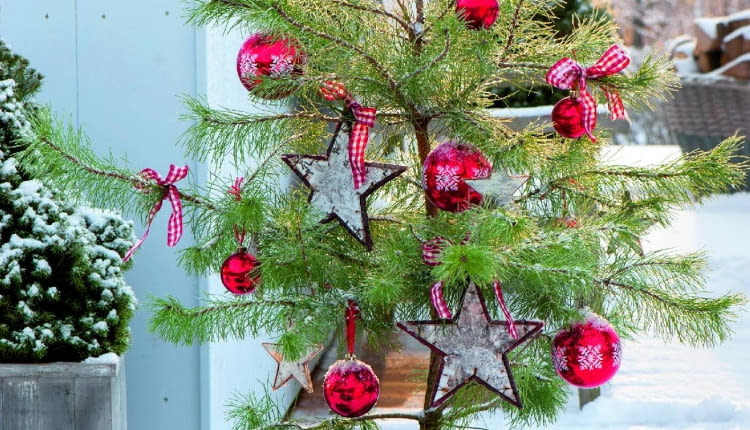 Sosna pospolita rzadko trafia na salony z uwagi na luźny pokrój i rzadkie igły.