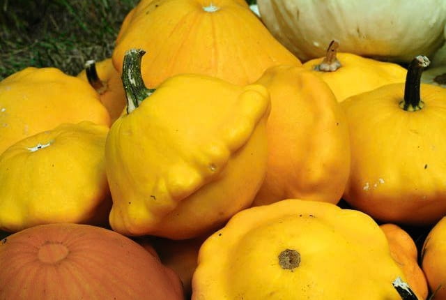 28.09.2004 WARSZAWA DZIEN DYNI SZKOLA GLOWNA GOPODARSTWA WIEJSKIEGO ( SGGW ) WARZYWNIAK DOSWIADCZALNY DYNIA DYNIE DYNIOWATE NZ. PATISON NAJNOWSZA ODMIANA FOT. WOJCIECH SURDZIEL / AGENCJA GAZETA