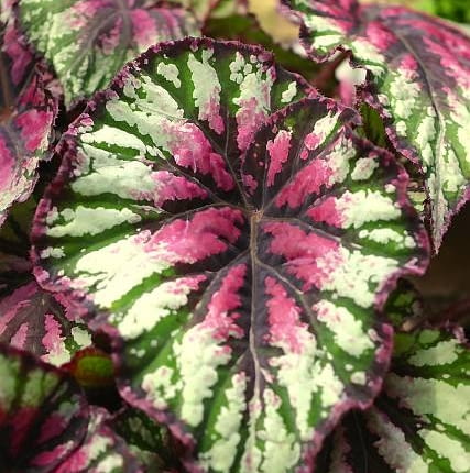 Begonia sp.