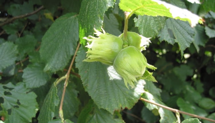 Odmiana szlachetna leszczyny