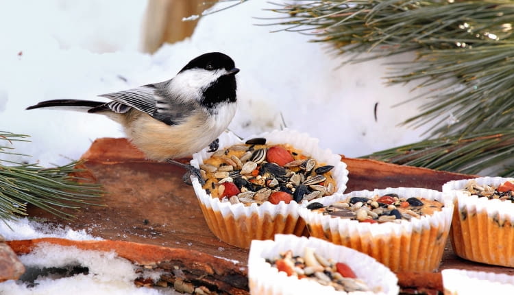 POMYSŁOWE MISECZKI na ptasie przysmaki (mieszankę pestek i ziaren) z papierowych foremek na babeczki.