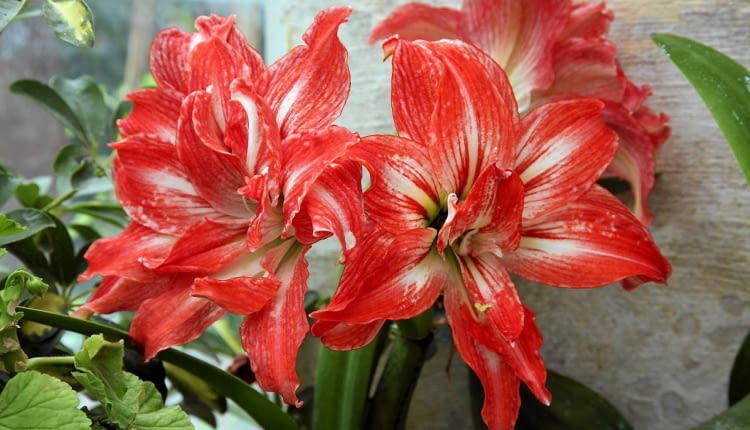 W chłodniejszych pomieszczeniach (18-20 st.C) amarylis będzie kwitł dłużej - nawet przez miesiąc. W przegrzanych szybko zmarnieje.