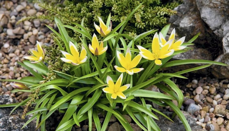 Tulipan późny dorasta do wysokości 15-20 cm.