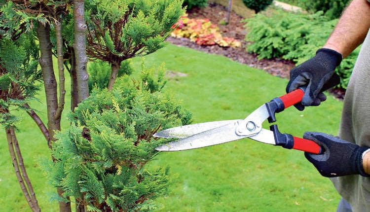 Nożyc szpalerowych używamy do cięcia stożków. Mają długie ramiona i ostrza, co ułatwia uzyskanie równej linii cięcia. Zaczynamy przycinać roślinę od dołu, a kończymy na wierzchołku. Niewprawnym w cięciu radzę do stożków przyłożyć bambusowe kijki i po nich prowadzić nożyce.