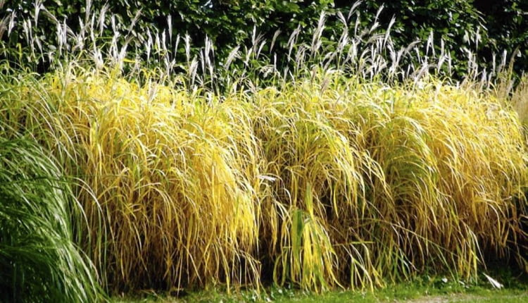 MISKANT CUKROWY MISCANTHUS ROBUSTUS TRAWA OZDOBNA FOT. ALDONA ZAKRZEWSKA PUBLIKACJA OGRODY NUMER SPECJALNY 2/2006 - OGROD MARZEN - 6.2006 SLOWA KLUCZOWE: OGRODY ROSLINY ZDJĘCIE DO WKŁADKI: PUBLIKACJA OGRODY NUMER SPECJALNY 2/2006 - OGROD MARZEN - CZASOPISMA