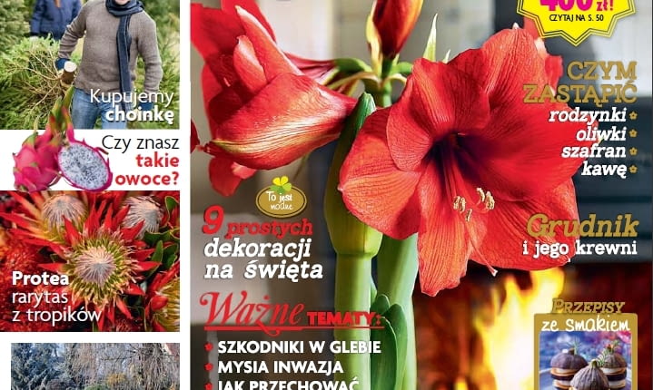 Magazyn Magnolia 12