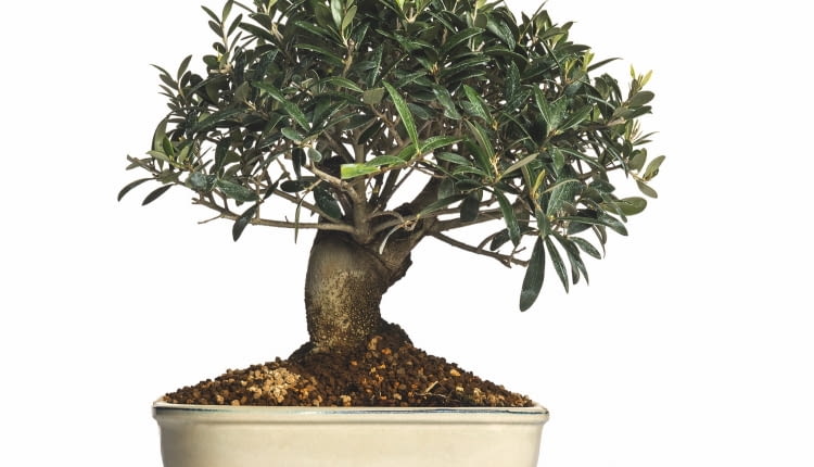 OLIWKA, także prowadzona jako drzewko bonsai, potrzebuje zimą chłodu i sporo światła. Niekiedy w tym czasie zrzuca liście.