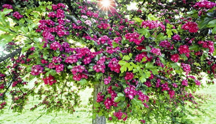 Najbardziej popularną odmianą ozdobną głogu jest Paul's Scarlet. Drzewo ma kulistą koronę i pełne kwiaty karminowej barwy; dorasta do 4-6 m