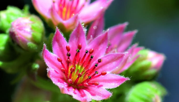 lato: Gwiazdki różowych, purpurowych i fioletowych kwiatków mają do kilkunastu płatków. Ozdobione są też pękiem pręcików. Osiągają średnicę 1 cm.