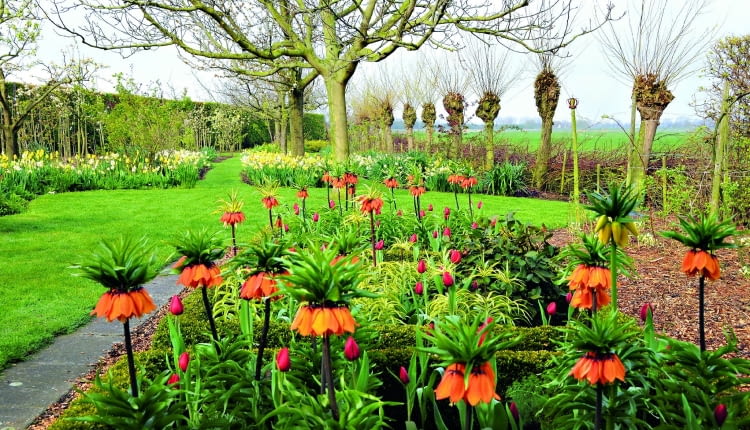 Okazy Korony cesarskiej nie powinny rosnąć w ścisku. Sadzi się je luźno, a miejsca pomiędzy nimi wypełnia np. tulipanami.