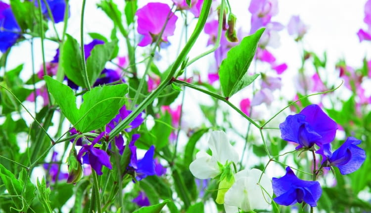 Groszek pachnący można wysiać już na początku kwietnia.