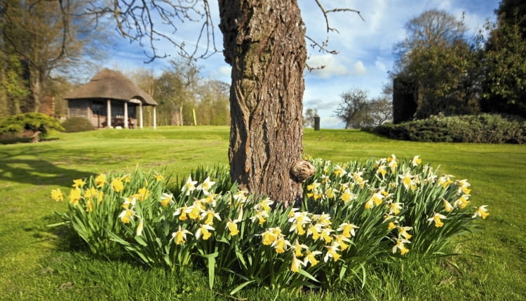 Rośliny cebulowe to dobre towarzystwo dla drzewa. Wprawdzie potrzebują światła, ale wiosną, gdy na drzewie nie ma liści, mają go pod dostatkiem